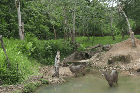 Cebu Safari: Experience Wildlife Up Close