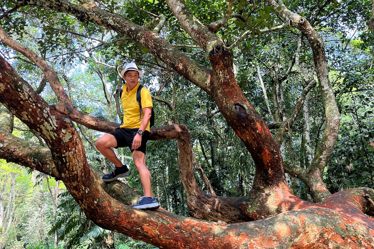 ريو دي جانيرو: جولة في غابة تيجوكا وبيدرا بونيتا بالسيارة