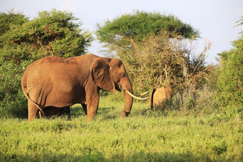 5-daagse safari naar Tsavo Oost/West en Amboseli vanuit Mombasa