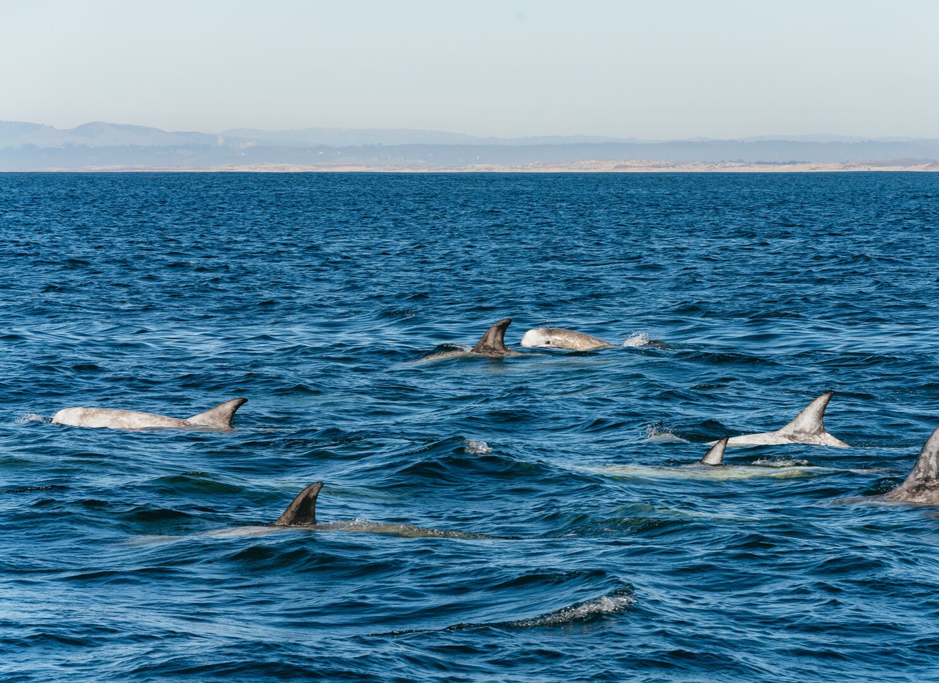 Monterey Bay: Tur med hvalsafari