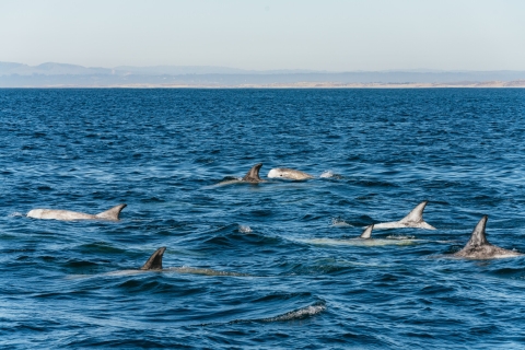 Monterey: Whale-Watching-Tour in der Monterey BayMorgendliche Whale-Watching-Tour im Winter