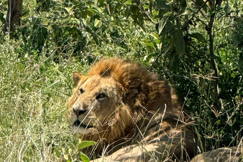 Nairobi: Lake Nakuru National Park and Lake Naivasha Tour