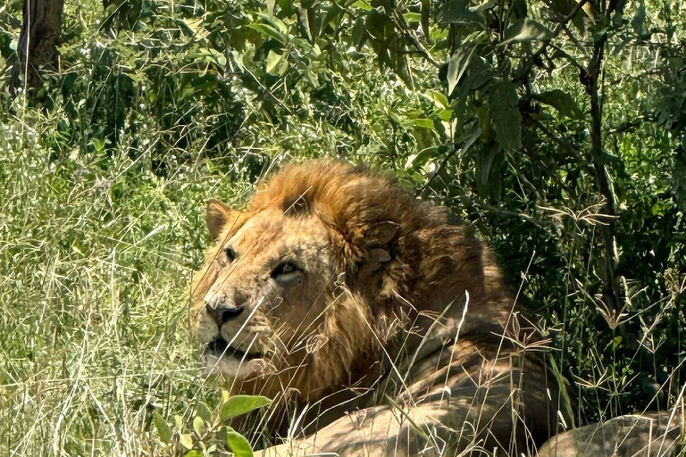 Nairobi: Lake Nakuru National Park and Lake Naivasha Tour