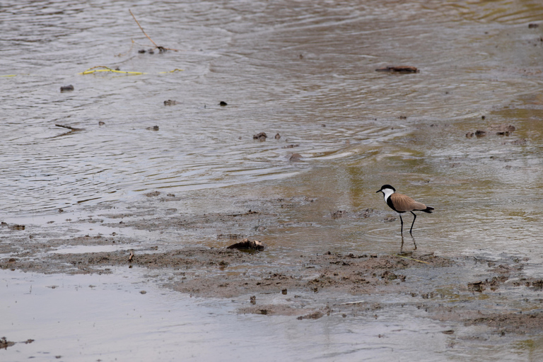 Viaggio di due giorni al Lago Manyara con canoa e passerella tra le cime degli alberiCampeggio a Karatu