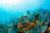 * 4 heures Roqueta Island Snorkeling et/ou Paddle Boarding - Hizvo