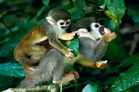 Da Iquitos | Spedizioni nella Riserva Pacaya Samiria