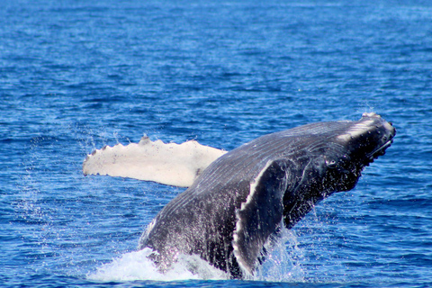 Cabo San Lucas: Private Whale Watching Yacht Excursion