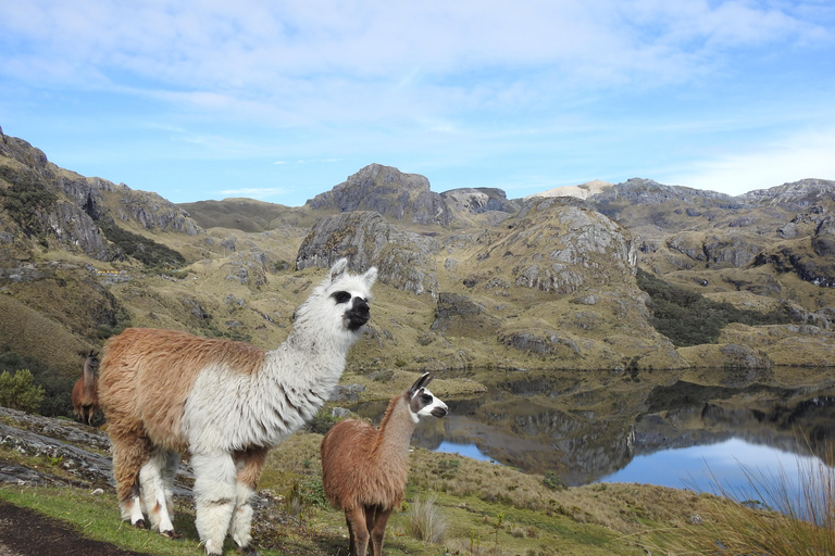Cuenca: Birdwatching Tour in Cajas National Park with an expert guide Cuenca: Birdwatching Tour in Cajas National Park with an Expert Guide