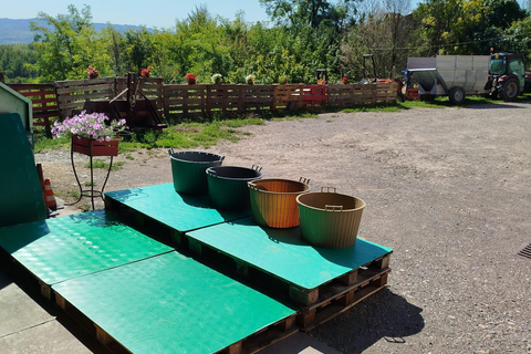 Milan: Oltrepò Pavese Real Grape Stomping,Wine Tasting Lunch