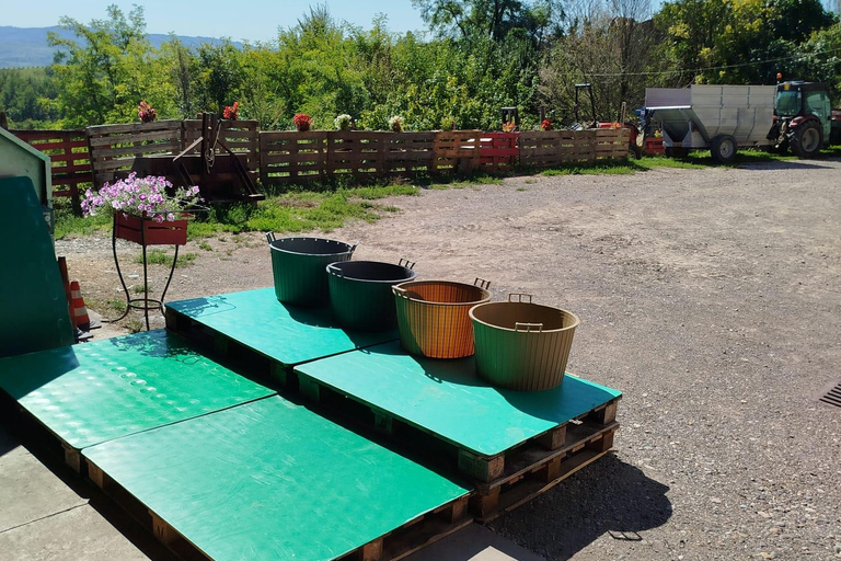 Milan: Oltrepò Pavese Real Grape Stomping,Wine Tasting Lunch