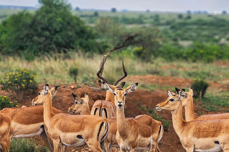 Nairobi: National Park Tour Experience