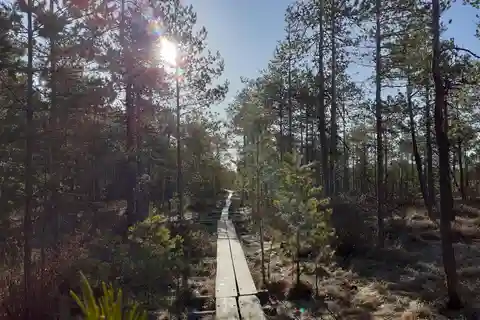 Lahti: Caminhada guiada pela natureza O coração do pântano