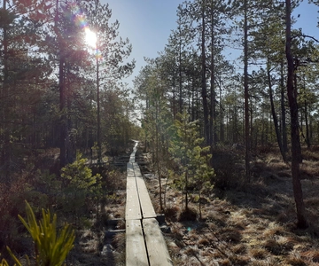 Lahti: Caminhada guiada pela natureza O coração do pântano