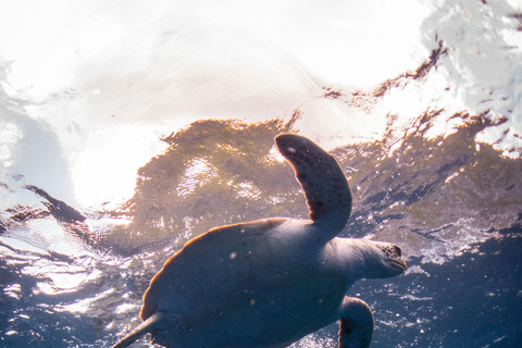 El Nido: Deep Blue Dive Seafari Experience