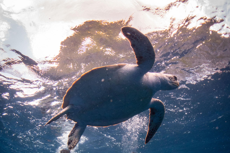 El Nido: Deep Blue Dive Seafari Experience
