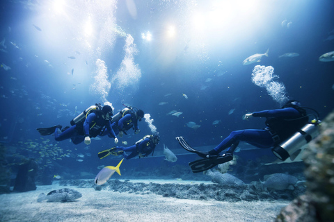 Diving Budva: 2-Tank Scuba Diving Tour for Certified Divers