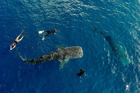 Lombok Trip: Sumbawa Whale Shark Snorkeling Trip with Boat