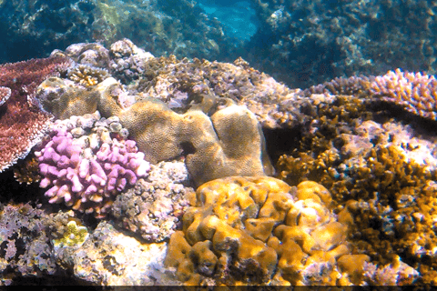 Port Vila: Kayaking & Snorkelling Tour with Turtles & lunch Full Day - Kayaking & Snorkeling Tour with Lunch & Pickup