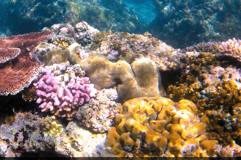 Port Vila: Kayaking & Snorkelling Tour with Turtles & lunch Full Day - Kayaking & Snorkeling Tour with Lunch & Pickup