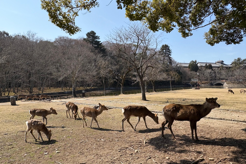 Nara Guided Walking Tour from Kyoto