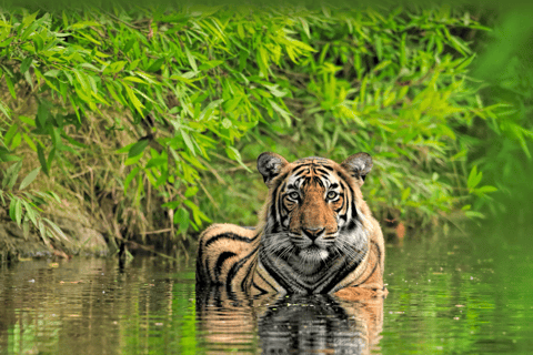 Private Guided Ranthambore National Park Tour from Jaipur