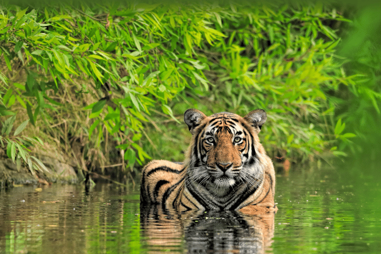 Prywatna wycieczka z przewodnikiem po Parku Narodowym Ranthambore z Jaipuru