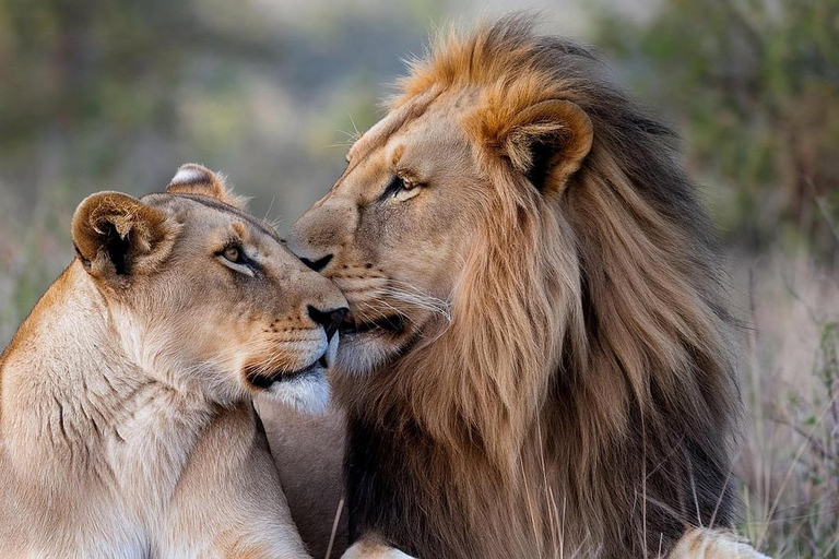 Zanzibar: 3-Days Private Mikumi Wildlife Safari Tour