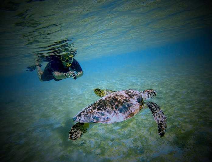 Turtle Spotting Snorkel Tour The Bonaire Way