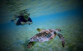 Bonaire: Snorkeltrip with turtles