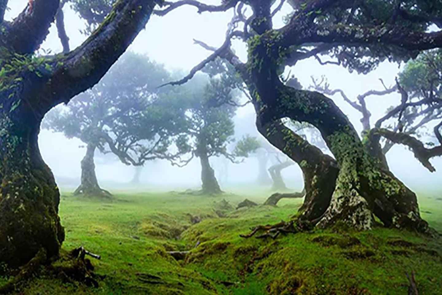 From Funchal: West Madeira Waterfalls and Fanal Forest Tour