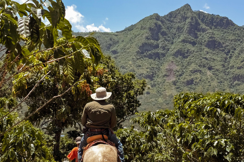 San Juan La Laguna: Horseback Riding in Coffee Plantations