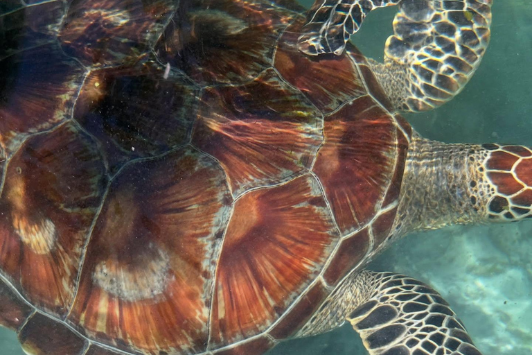 Zanzibar:Simma med sköldpaddor i salaamgrottan