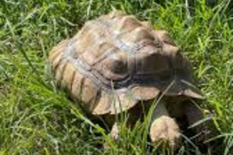 Zanzibar: Red Monkeys Forest Tour, Butterfly & Reptile Park. This option, No Hotel Pickup.