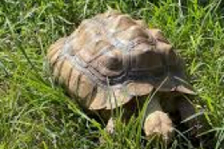 Zanzibar: Red Monkeys Forest Tour, Butterfly & Reptile Park. This option, No Hotel Pickup.