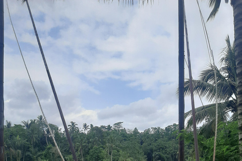 Ubud: foresta delle scimmie, terrazzamenti di riso e cascata