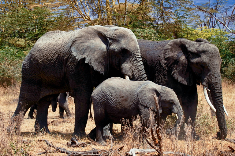 SAFARI DEI BIG FIVESAFARI DEI CINQUE GRANDI GIORNI