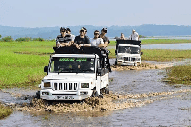 Minneriya National Park: halve dag jeepsafari in de avond