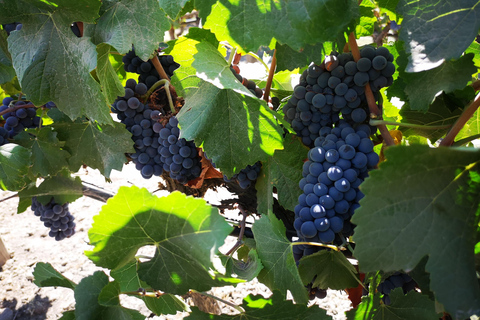 Visite prolongée de Concha y Toro avec 7 dégustations et Lapis Lazuli