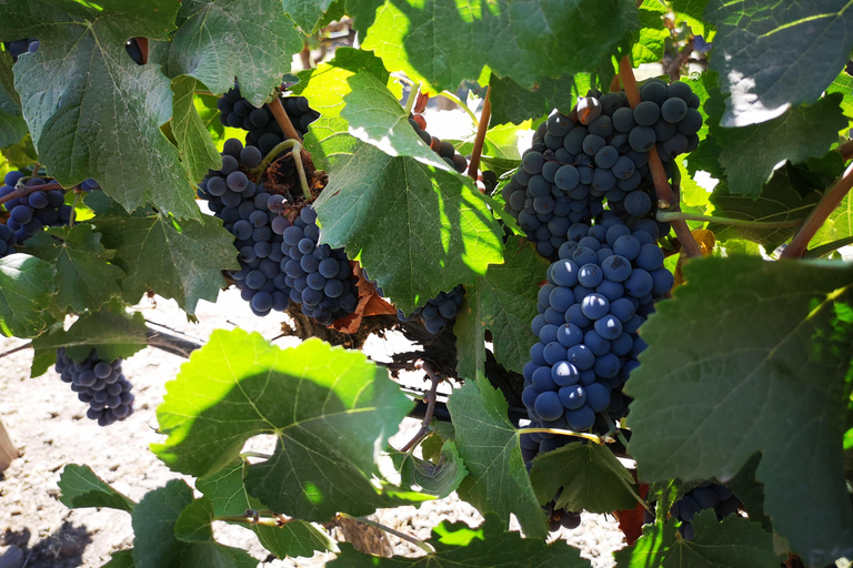 Visite prolongée de Concha y Toro avec 7 dégustations et Lapis Lazuli