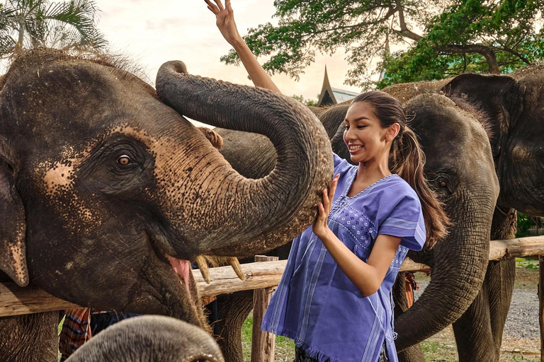 Bangkok Elephant Park: Meio dia de cuidados com elefantesHD Elephant Care com serviço de busca no hotel e traslado de ida e volta (particular)