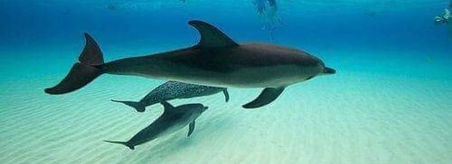 Dauphin de Mnemba et nage avec les tortues à Nungwi