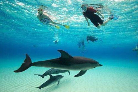 NAGE AVEC LES DAUPHINS ET LES TORTUES DE MNEMBA A NUNGWI