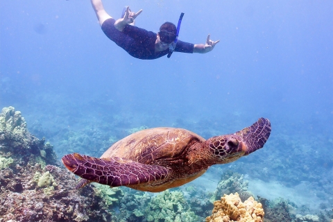 Maui: Molokini i Turtle Town z nurkowaniem z rurką i lunchem