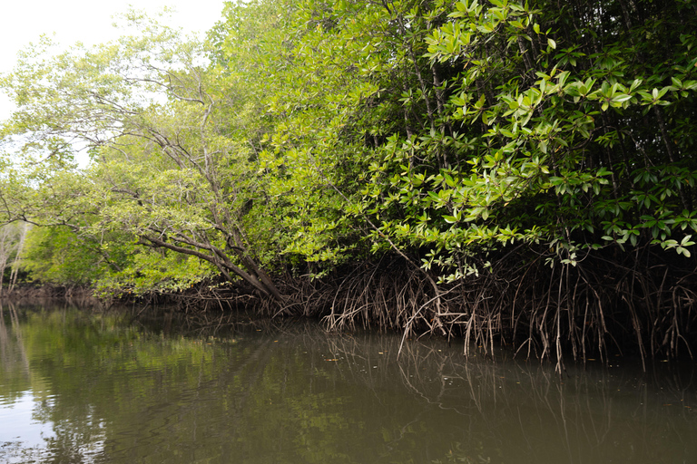 Langkawi Koninklijke Mangrove Tour met snorkelarrangementKleine boot (8 personen)