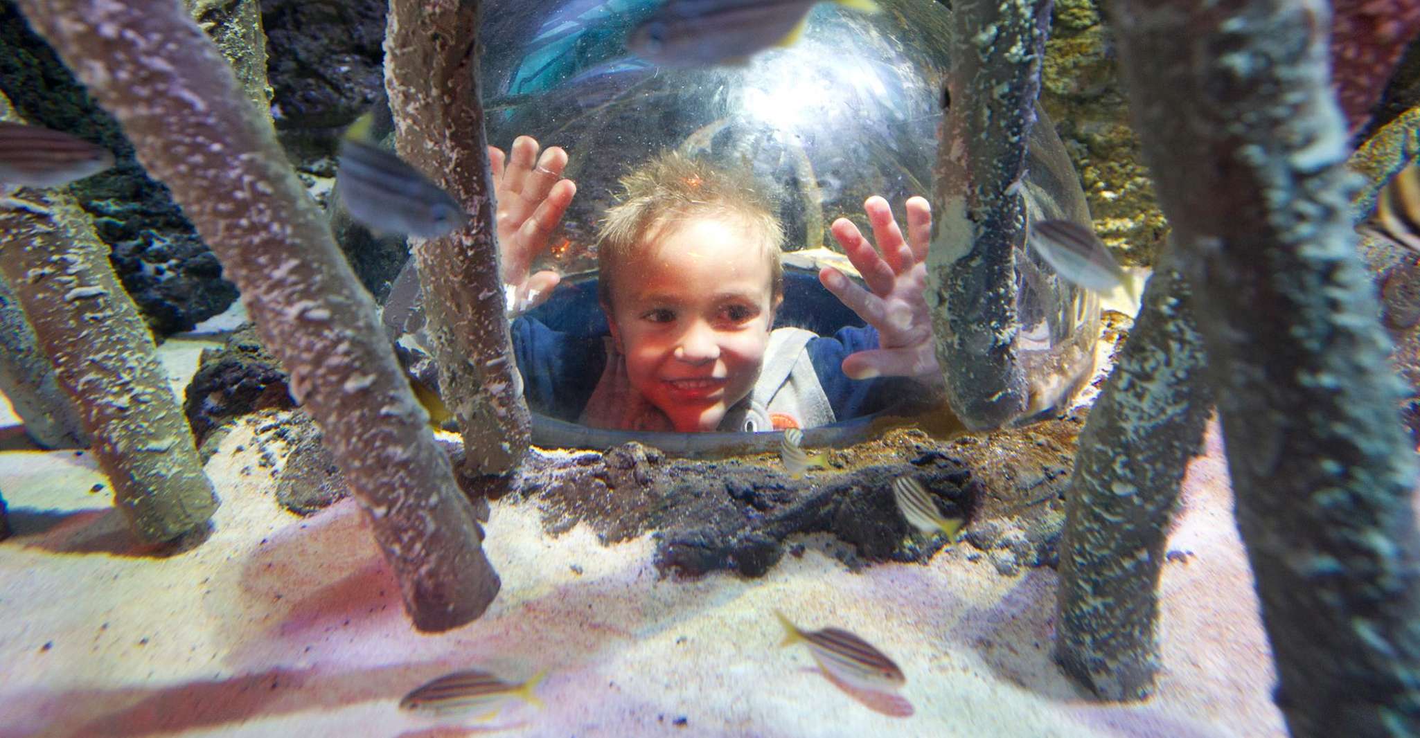 Melbourne: SEA LIFE Aquarium Entrance Ticket photo 18