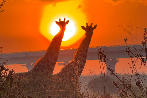 Nairobi Park Safari, Sheldrick's Orphanage & Giraffe Center Shared Drive in Open-Roof Van Game Drive