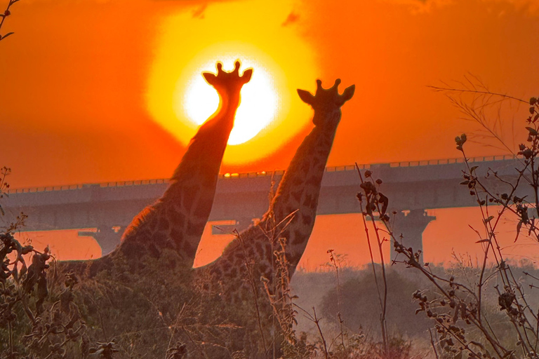 Nairobi Park Safari, Sheldrick's Orphanage & Giraffe Center Shared Drive in Open-Roof Van Game Drive
