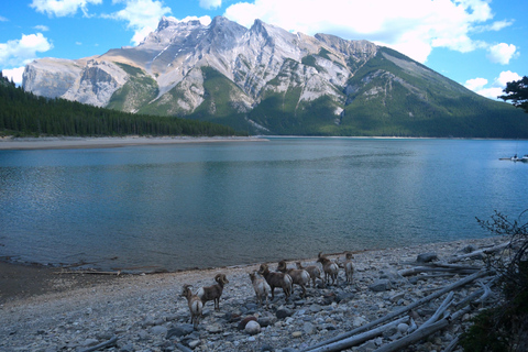Banff: Grizzly Bear & Nature Walk & Hidden Gem Sunset Tour