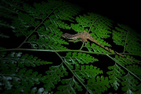 Monteverde : Visite nocturne partagée au Costa Rica