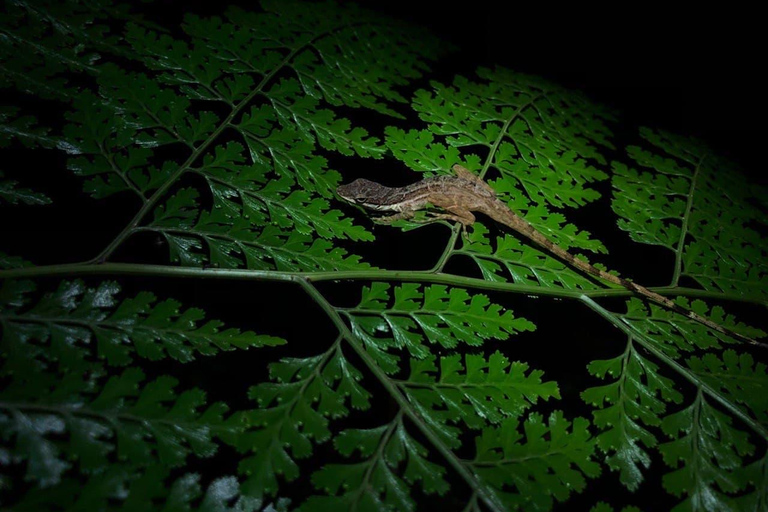 Monteverde: Costa Rica Tour nocturno compartido